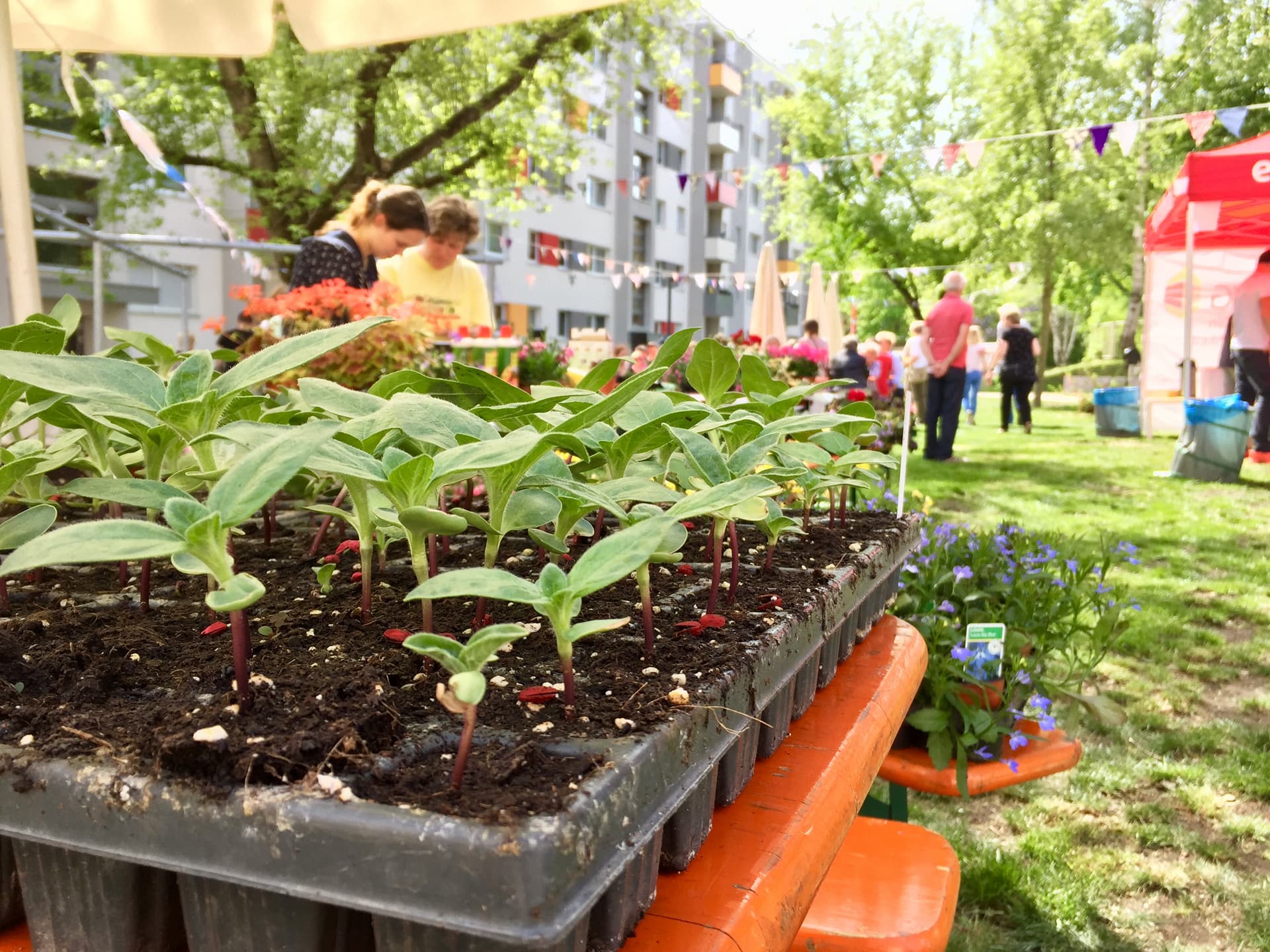 Titelbild Hausblicke 02 2019 Mieterfest Leutewitzer Ring 46 74